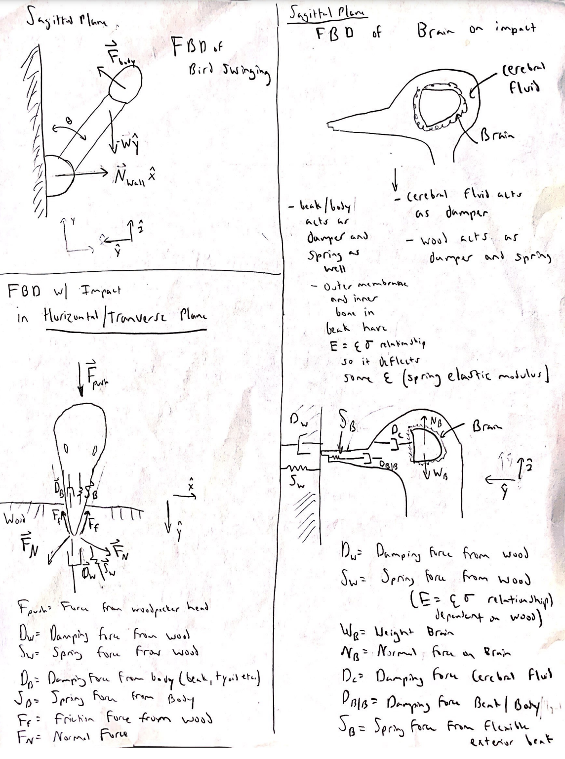 Woodpecker Dynamics